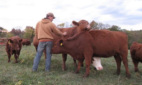 Rob tending to his cattle